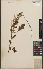 Foto von Salix starkeana Willd.